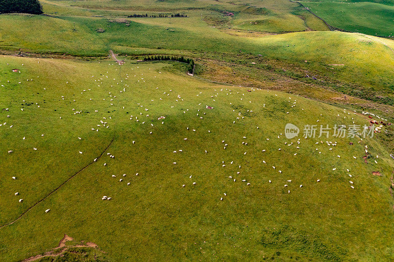 一群羊在绿色农场吃草，49号州公路，新西兰