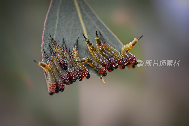 斑纹锯蝇幼虫