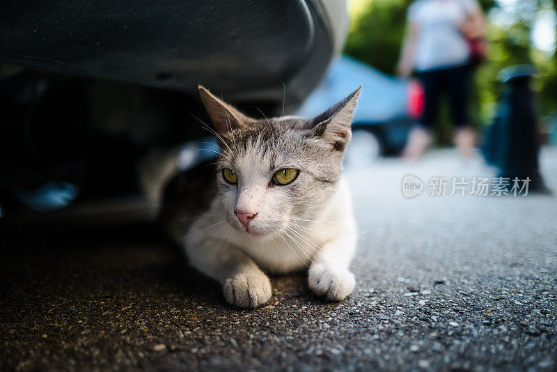 可爱的猫躲在车下面