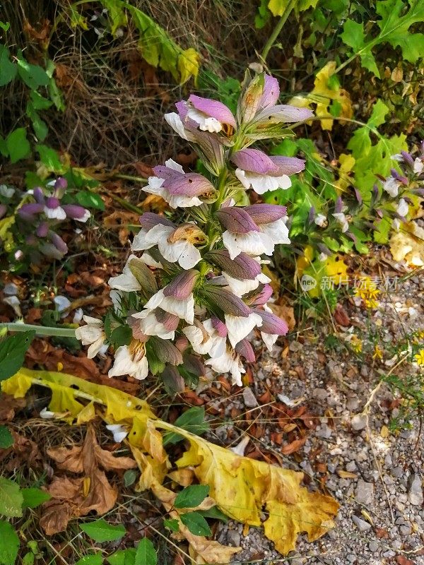 野生爵床属花