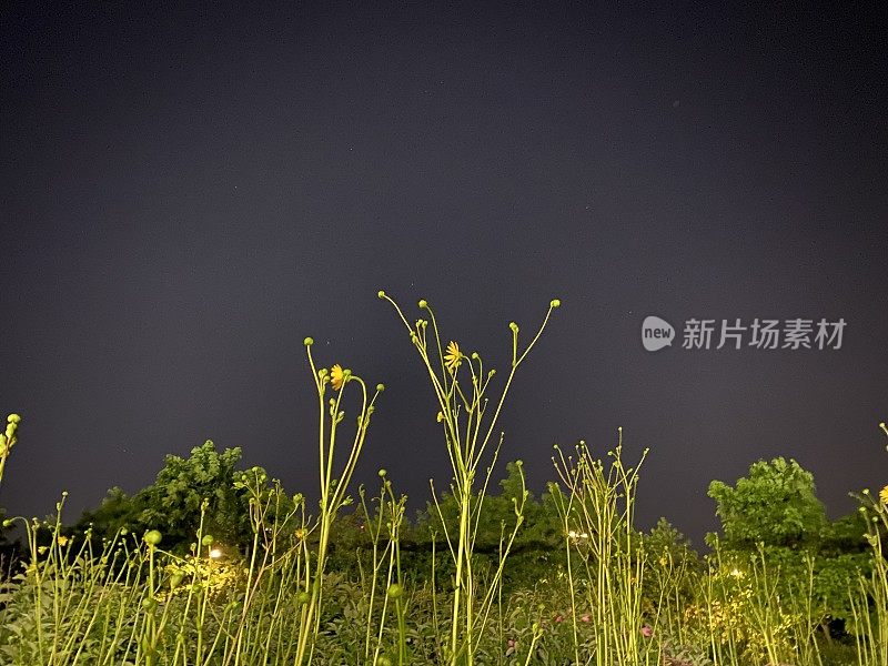 开花植物与钴色的天空