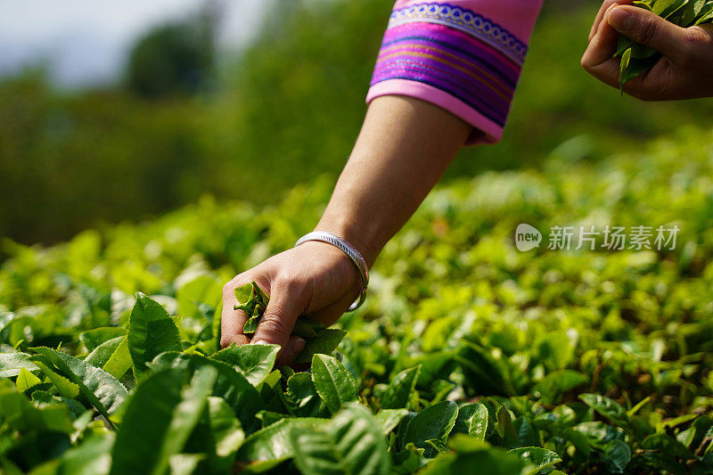 日出时分，一名年轻女子正在种植园采摘茶叶