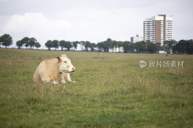 城市奶牛坐在城市田野与住宅塔楼的距离，复制空间