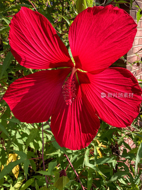 红色的芙蓉花在绿色的背景上。在热带花园