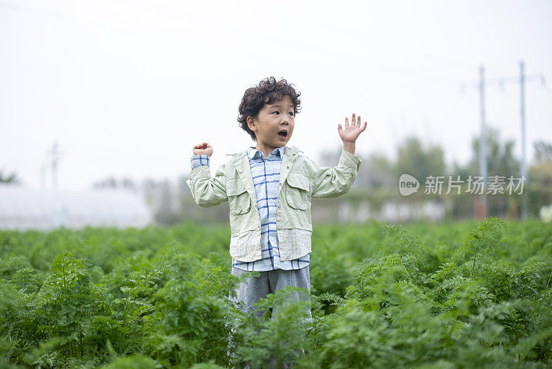 男孩在农田里摘东西