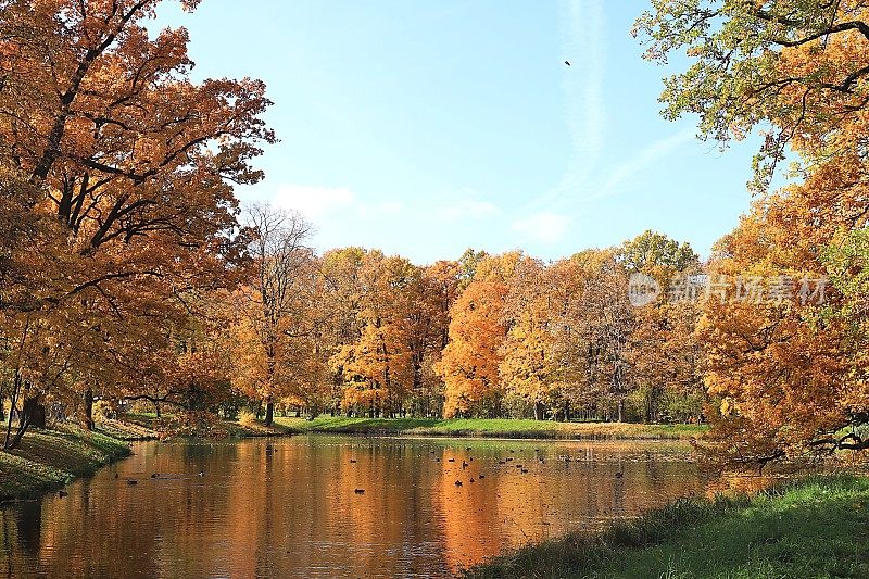 秋天的公园在十月的一个阳光明媚的日子，湖面上有红红的枫叶和橡树，背景。公园里美丽明亮的自然景观，四季分明，金秋季节，