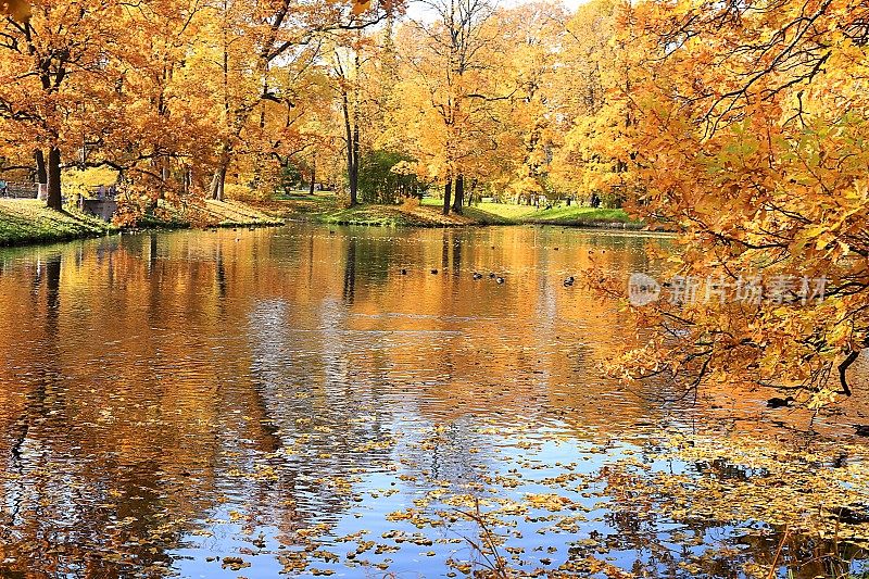 金秋时节在俄罗斯，背景。秋天的公园在十月的一个阳光明媚的日子里，湖面上飘着红红的枫叶和橡树。公园里美丽明亮的自然景观，四季分明