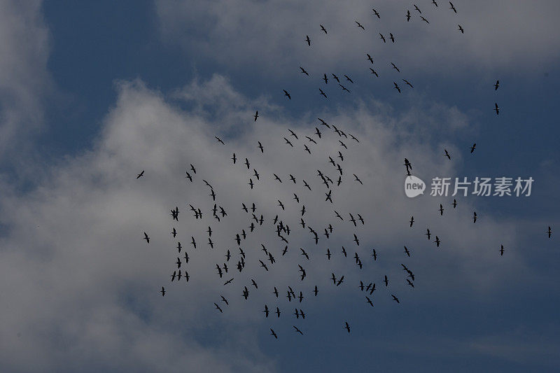 从下面看，一大群白色的鹈鹕在蓝色的天空中盘旋，云层密布