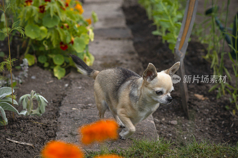 吉娃娃在后院的花园里散步