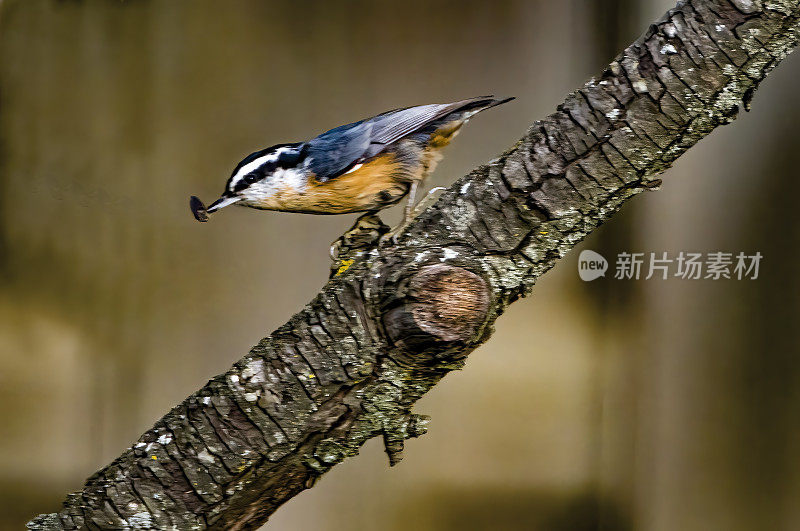 Red-Breasted五子雀