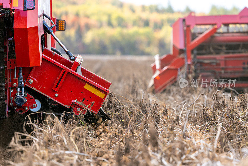 秋天收获新鲜土豆的拖拉机和农业机械的特写