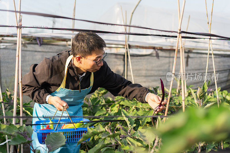 在蔬菜温室工作的农民