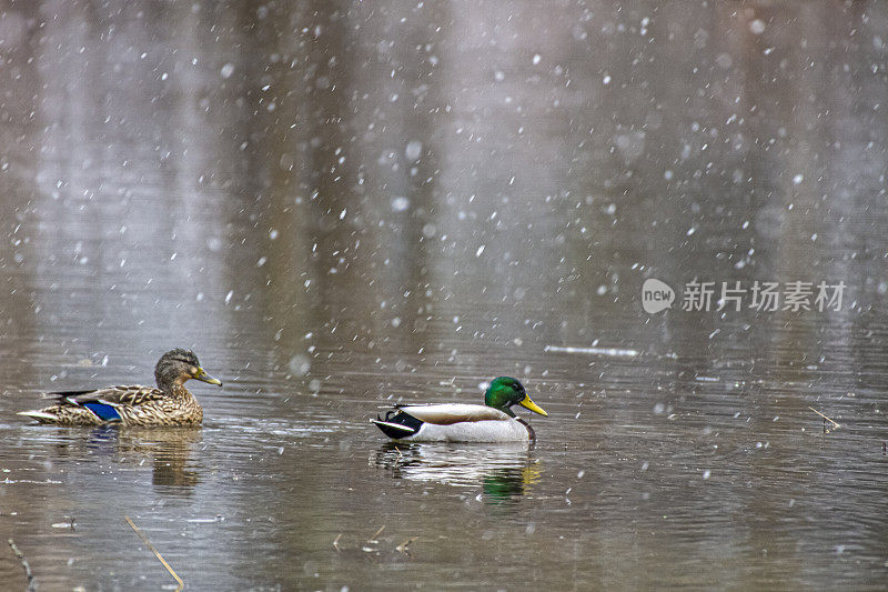 雪中的雄鸭和雌鸭