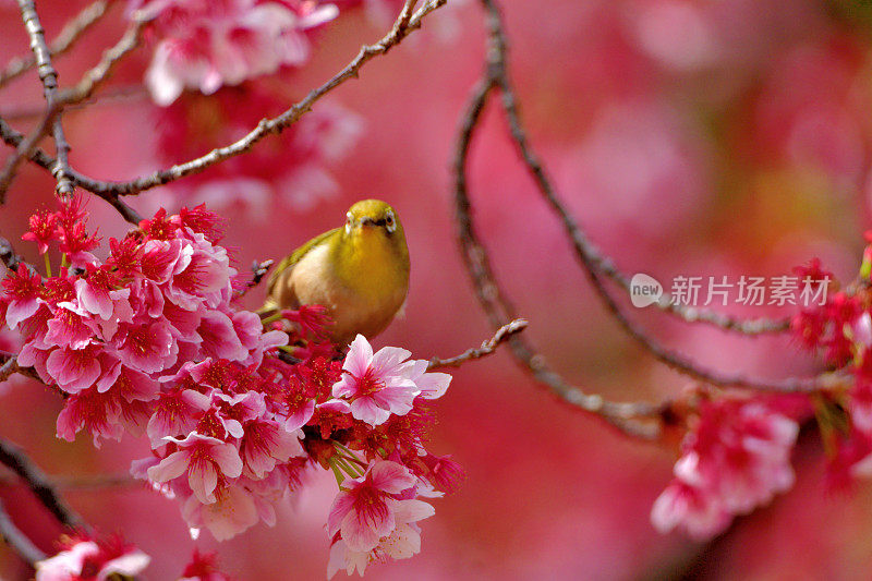 樱花和日本白眼