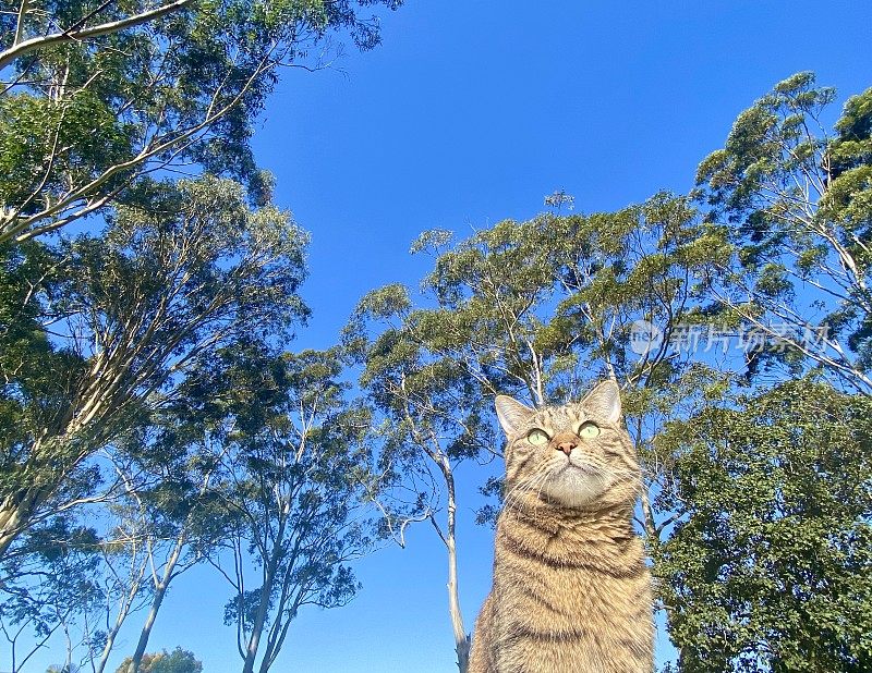 自然猫被桉树树包围