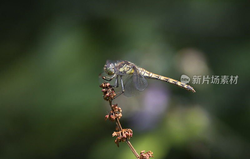 普通飞镖蜻蜓