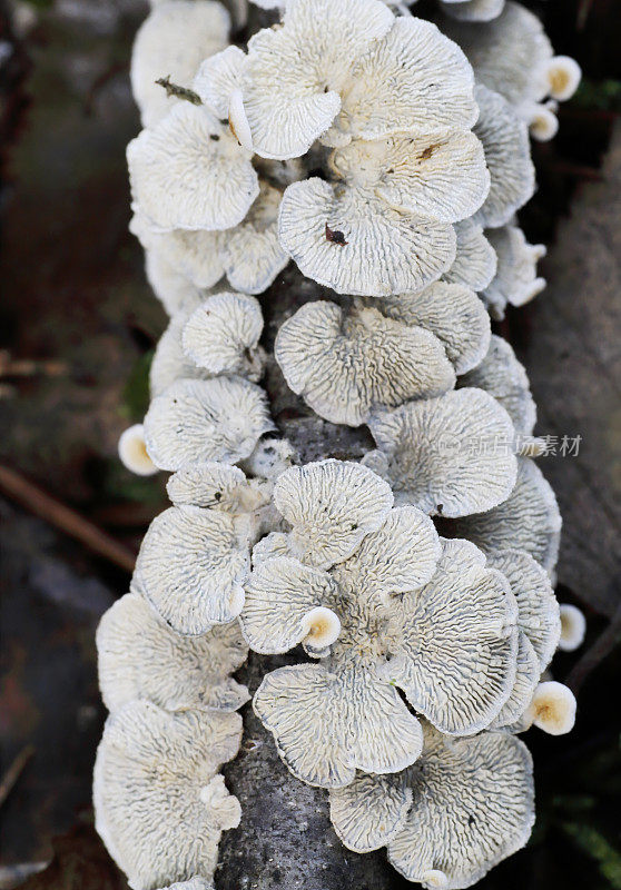卷曲鳃蘑菇-卷曲鳃