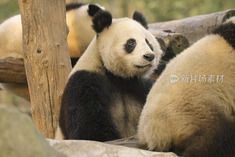 清晨，成都大熊猫