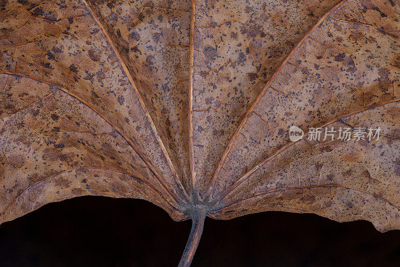 一个枯萎的棕色枫叶的特写，它的脉络在黑色的地下
