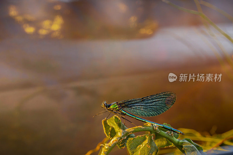 蜻蜓在花上