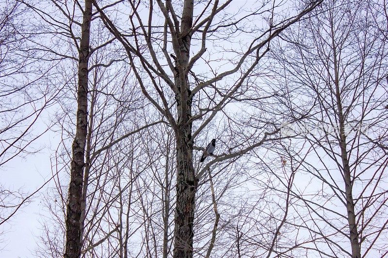 树上的乌鸦。冬天，漆黑的乌鸦栖息在树枝间。乌鸦在树枝上。