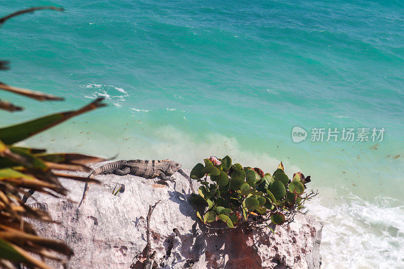 鬣蜥坐在图伦玛雅遗址的海滩岩石上