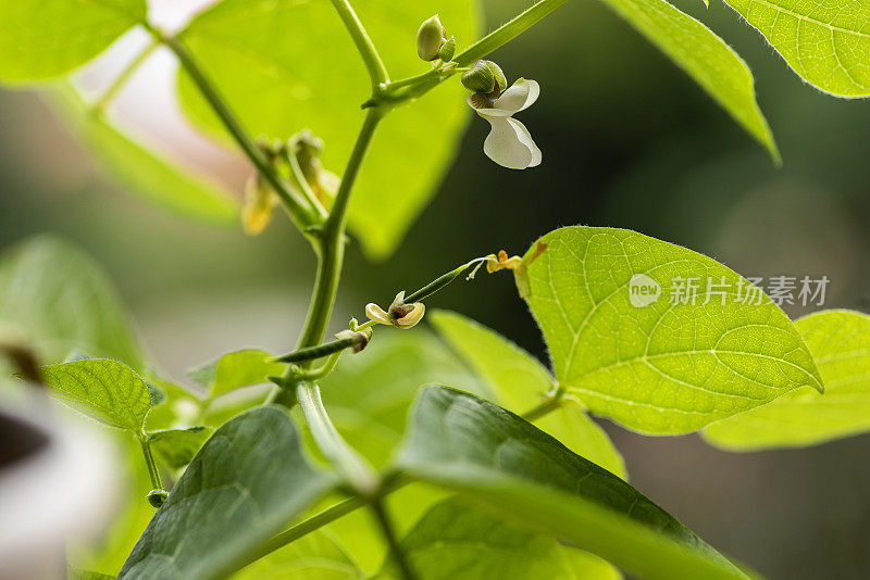 豆荚、豆花、幼苗