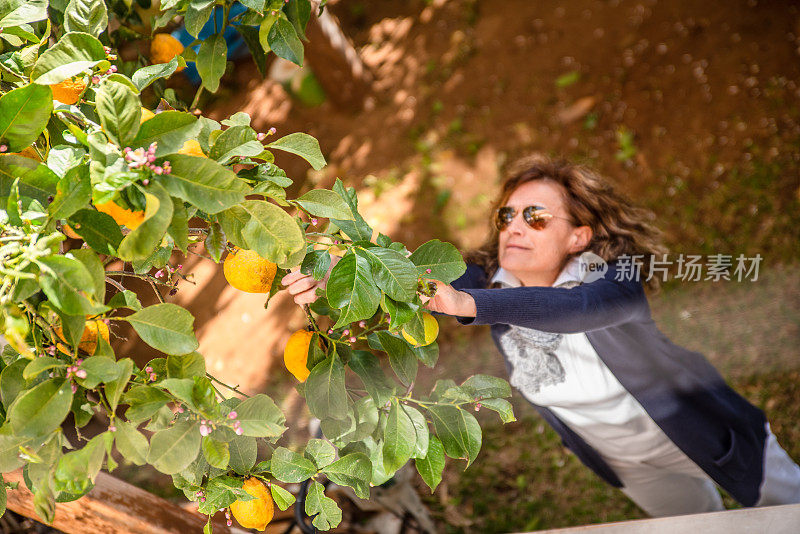 在希腊度假的成熟女人在有机果园的树上收获橘子