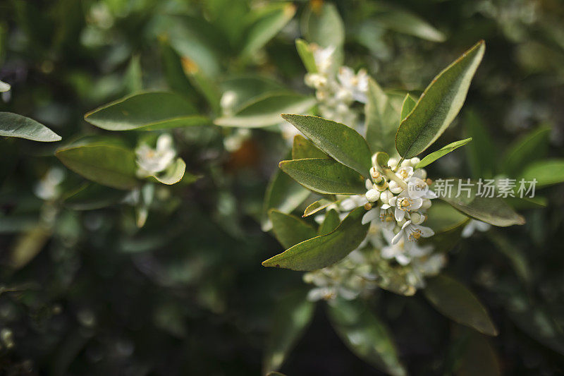 春天花园里的白醋栗花的特写。