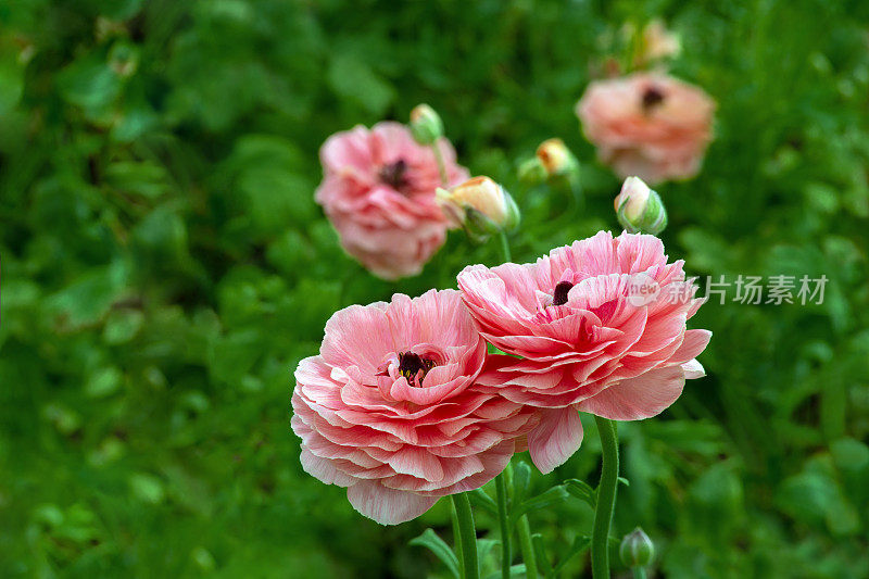 花朵在温室