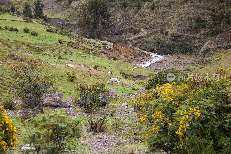 秘鲁库斯科地区山区的一群羊驼