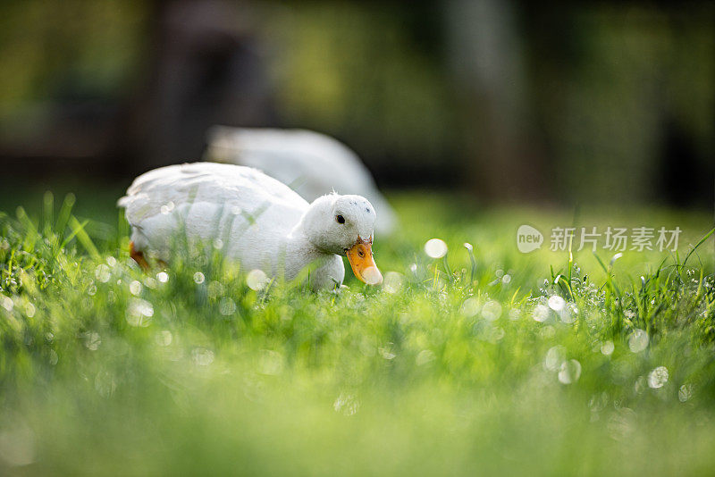 家萌白北京鸭在春天的青草上享受