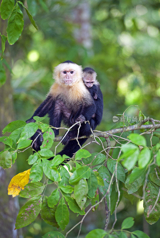 白脸或卷尾猴父母和年轻的肖像，曼纽尔安东尼奥国家公园，哥斯达黎加