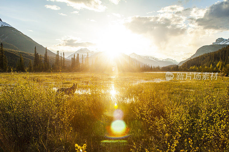 明亮的金色花草地与阳光和镜头闪耀在山谷之间的山脉