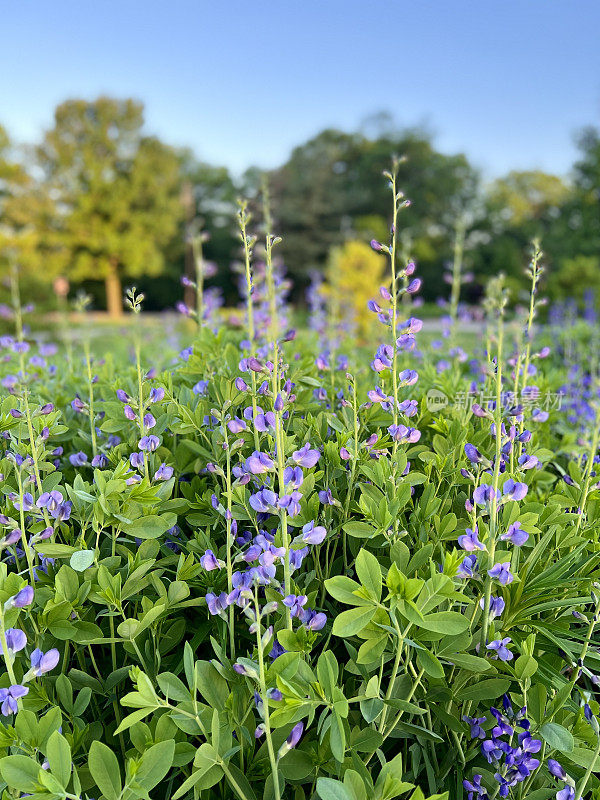 《花园中的靛蓝色假花》