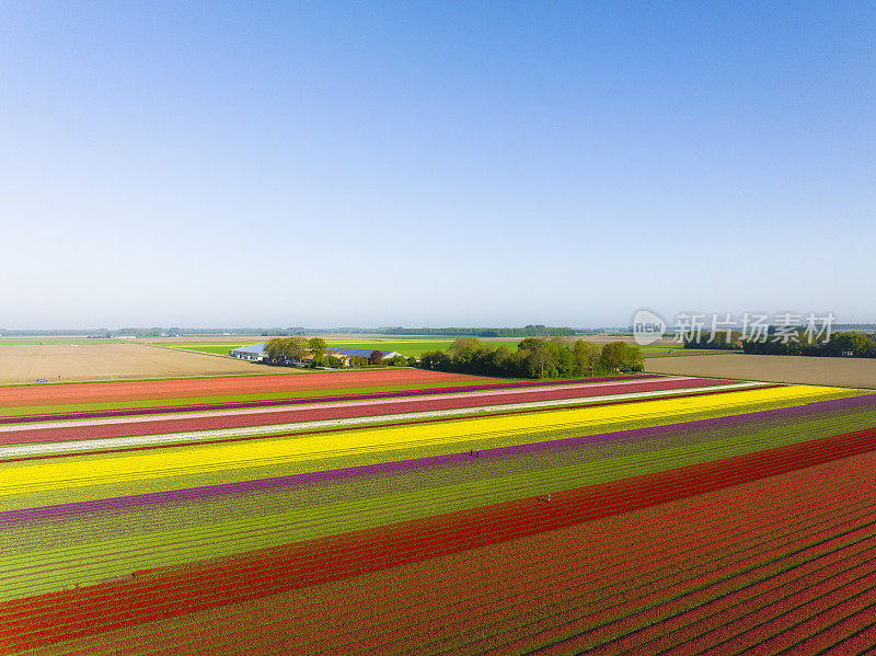 春天从高处俯瞰荷兰的郁金香田