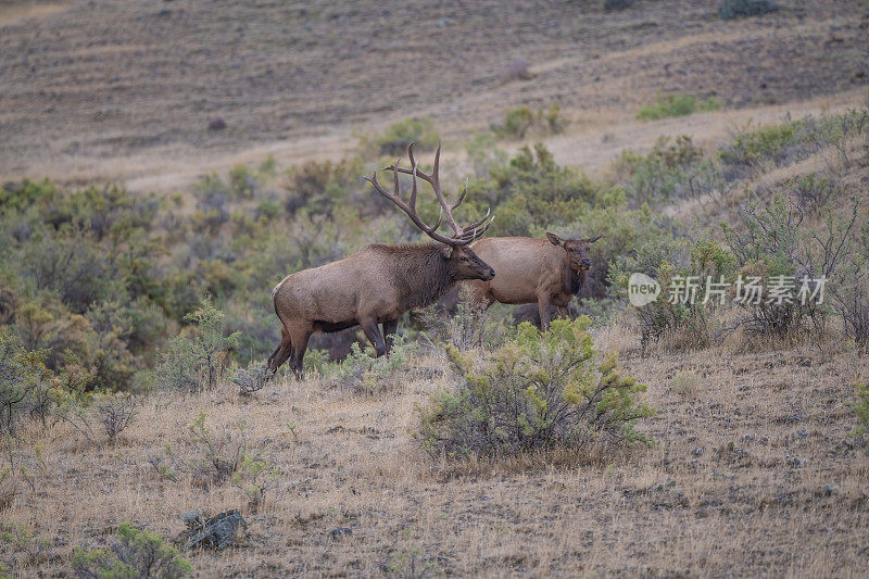 在交配季节，华丽的公麋鹿靠近麋鹿牛(发情)