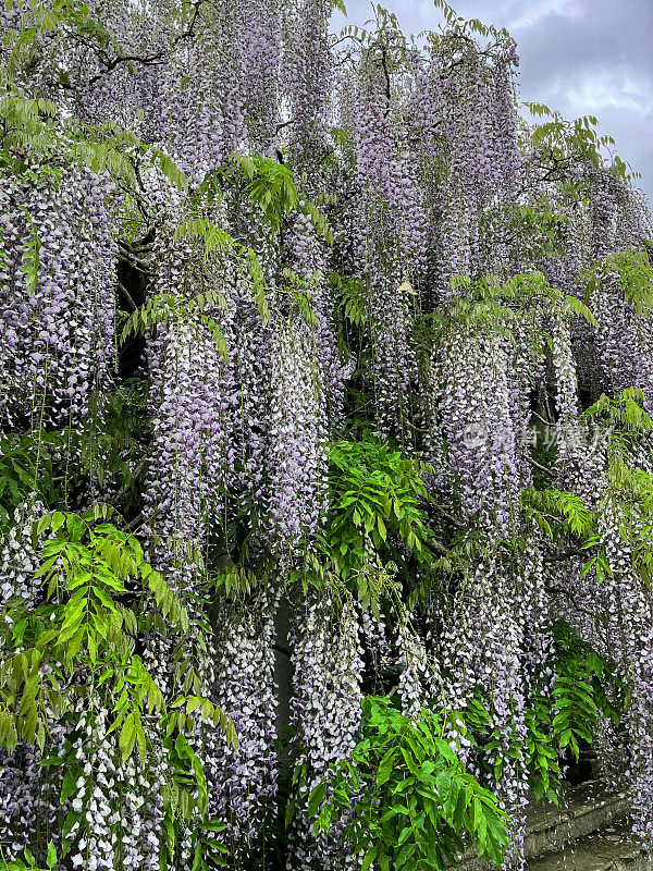 特写图像紫色开花中国紫藤(紫藤)攀缘植物，长花悬挂在木头和石头藤架，重点在前景