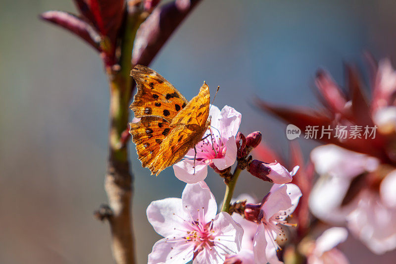 蝴蝶在樱花树上