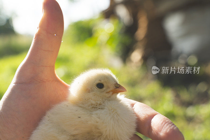 男子抱着刚孵出的小鸡库存照片