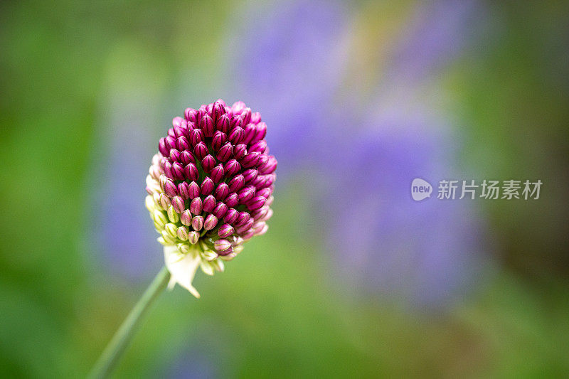 沙头葱花特写