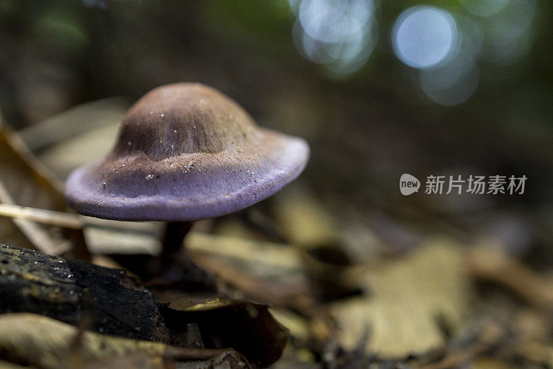 热带森林中蘑菇生长的特写