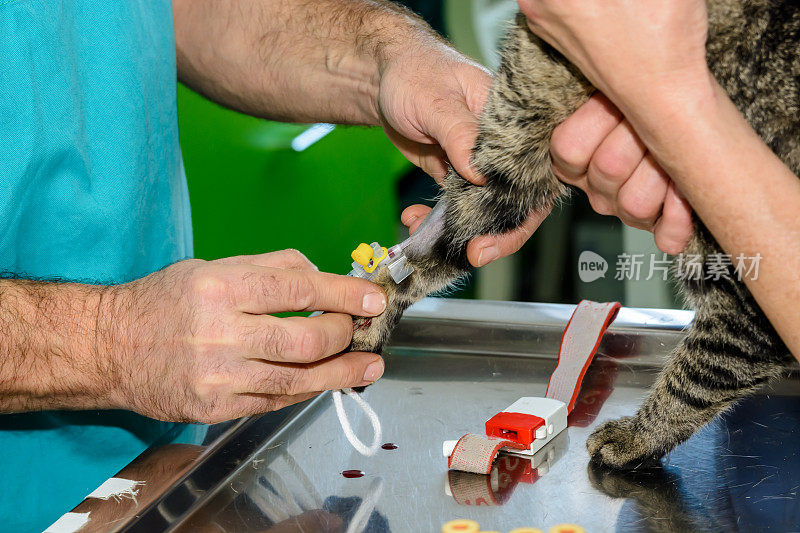 一对兽医夫妇正在为一只家猫做注射准备。