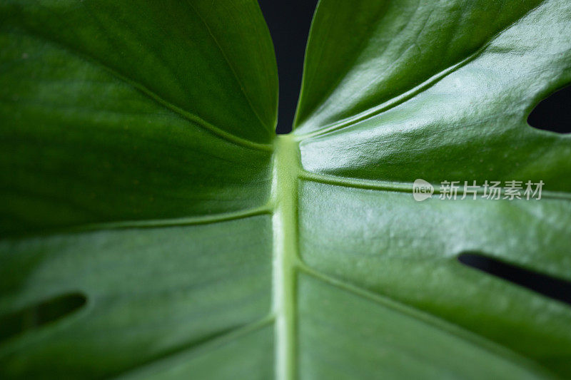 孟氏植物叶宏摘要