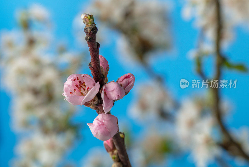 美丽的桃花在天空中绽放