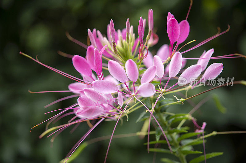 花蜘蛛