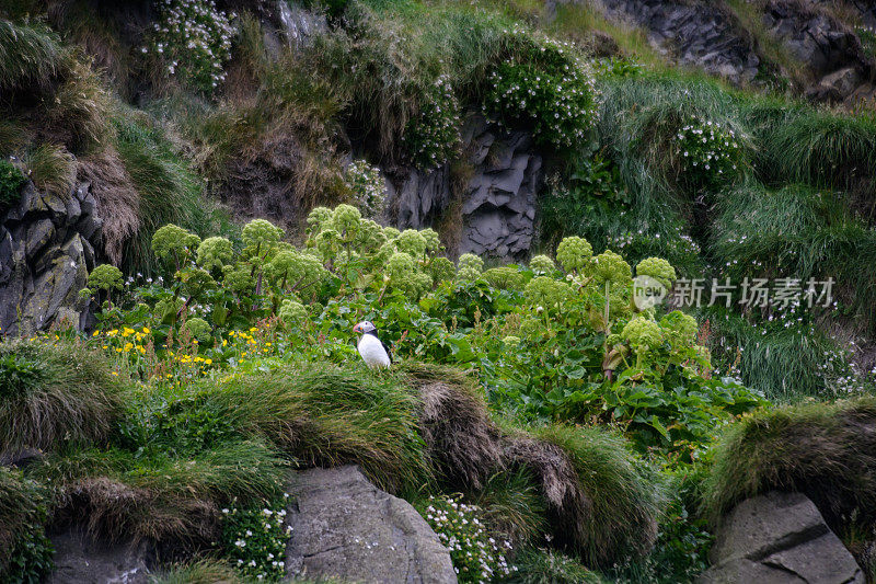 在悬崖边休息的海雀
