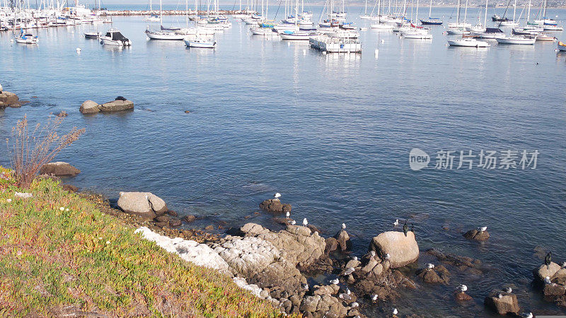 游艇在港口或海湾，蒙特雷码头，老渔民码头，加利福尼亚海岸