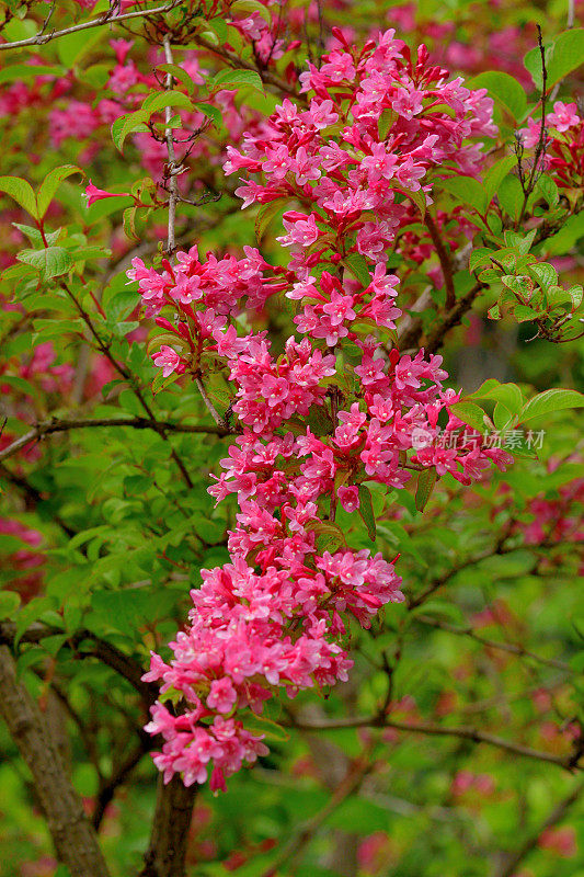 锦带花:花