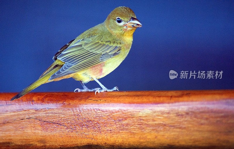 大胆的夏金丝雀，哥斯达黎加